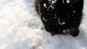 Black and white winter snow cats cat wallpaper