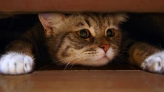 Cats animals trench wallpaper