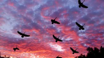 Clouds landscapes birds wallpaper
