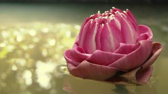 Flowers bokeh reflections lotus flower pink wallpaper