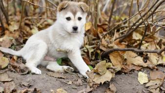 Gray dogs puppies husky mammals baby fallen wallpaper
