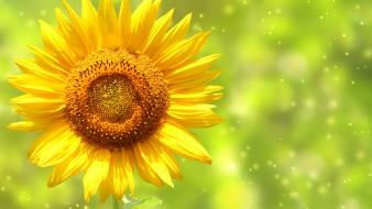 Green nature artistic sparks sunflowers wallpaper