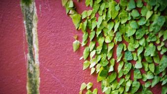 Green nature winter pink wall leaves colors wallpaper