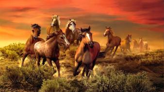 Horses wallpaper