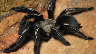 Insects spiders