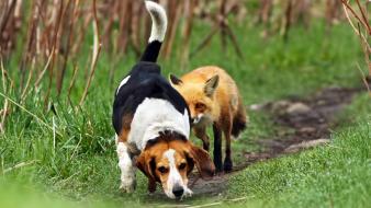 Landscapes nature animals dogs foxes wallpaper