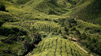 Landscapes nature fields national geographic malaysia highlands wallpaper