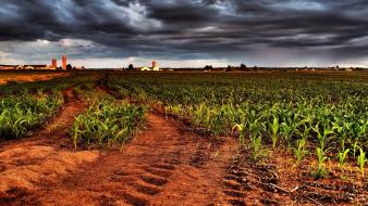 Landscapes nature fields overcast cornfield wallpaper