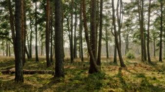 Landscapes nature forest wallpaper