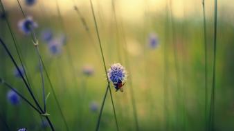 Landscapes nature minimalistic flowers wallpaper