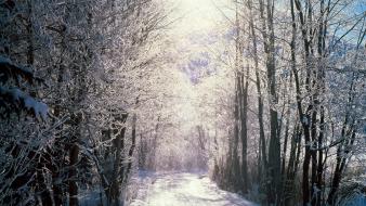Landscapes snow trees wallpaper