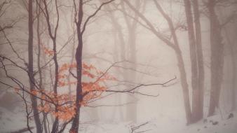 Landscapes winter trees forest daniel korzhonov wallpaper
