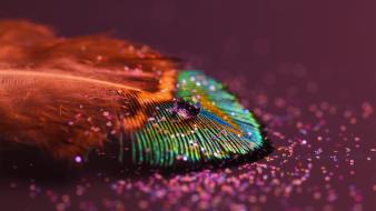 Macro hdr photography depth of field peacocks wallpaper