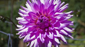 Nature flowers grass dahlias pink wallpaper