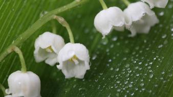 Nature flowers lily of the valley white wallpaper