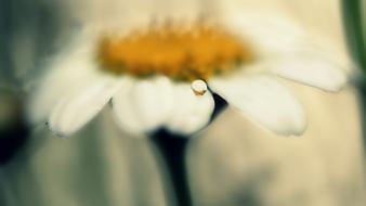 Nature flowers water drops blurred white daisies wallpaper