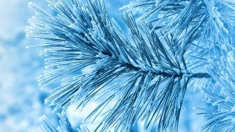 Nature snow leaves frost wallpaper