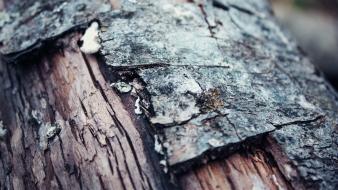 Nature trees wood bark macro wallpaper