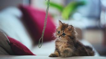 Playing baby animals wallpaper