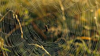 Spiders arachnids wallpaper