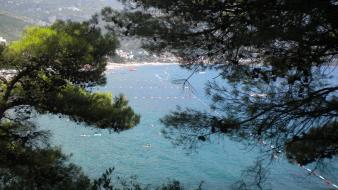 Trees montenegro view becici wallpaper