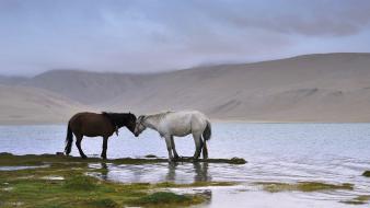 Water landscapes nature animals national geographic horses affection wallpaper