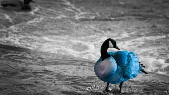 Water ocean animals outdoors selective coloring geese birds wallpaper