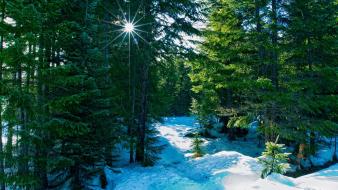 Winter forest wallpaper