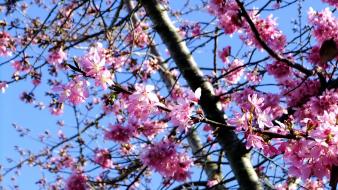 Nature cherry blossoms flowers spring branches pink wallpaper