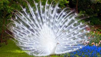 Albino birds flowers nature peacocks wallpaper