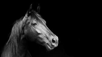 Black and white horses wallpaper