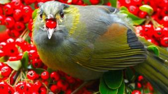 Nature birds berries wallpaper