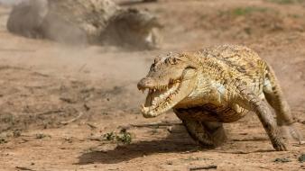 Animals crocodiles reptiles wallpaper