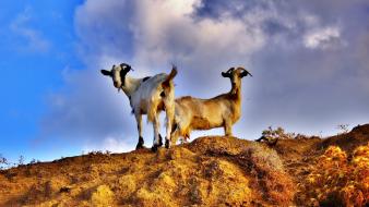 Animals goats mat wallpaper