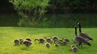 Birds canadian goose geese baby wallpaper