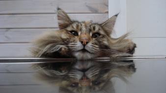 Cats animals wallpaper
