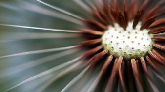 Close-up nature flowers seeds wallpaper