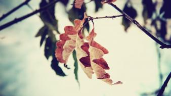 Close-up nature leaves branches wallpaper
