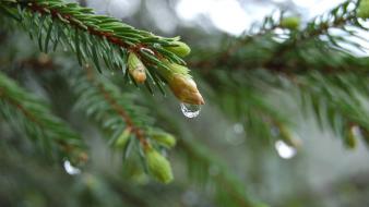 Close-up nature trees simple branches pine tree wallpaper