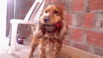 Dogs funny animals wallpaper