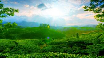 Green clouds landscapes sun trees wallpaper