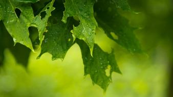 Green leaves wallpaper