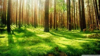 Green nature trees forest grass wallpaper