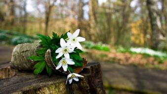 Landscapes nature flowers wallpaper