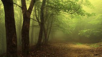 Landscapes nature forest mist wallpaper