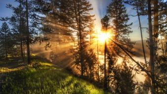 Landscapes sun trees wallpaper