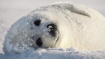 Snow animals wallpaper