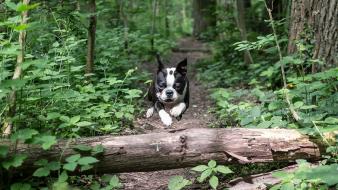 Trees forest animals dogs wallpaper