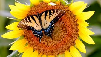 Butterflies flowers sunflowers yellow