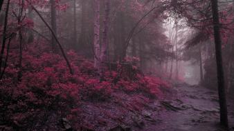 Forests landscapes nature purple wallpaper